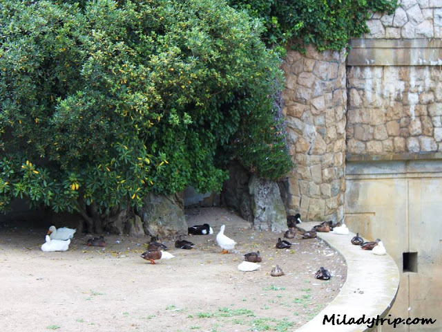 aveszoomagdalena