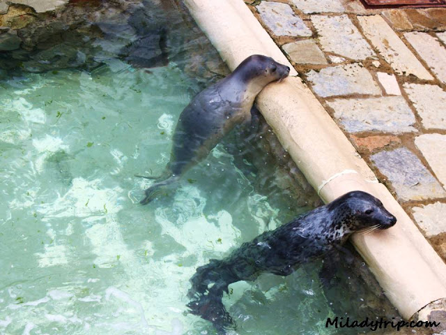 cachorrosleonesmarinoslamagdalena