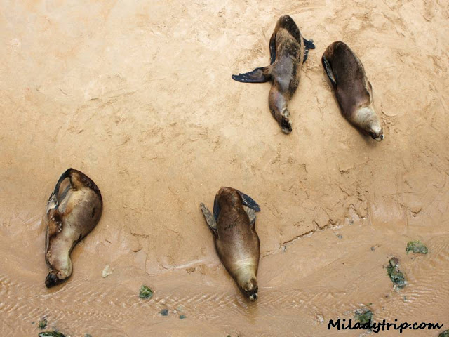 leonesmarinoszoolamagdalena