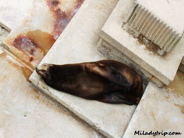 leonmarinozoolamagdalena