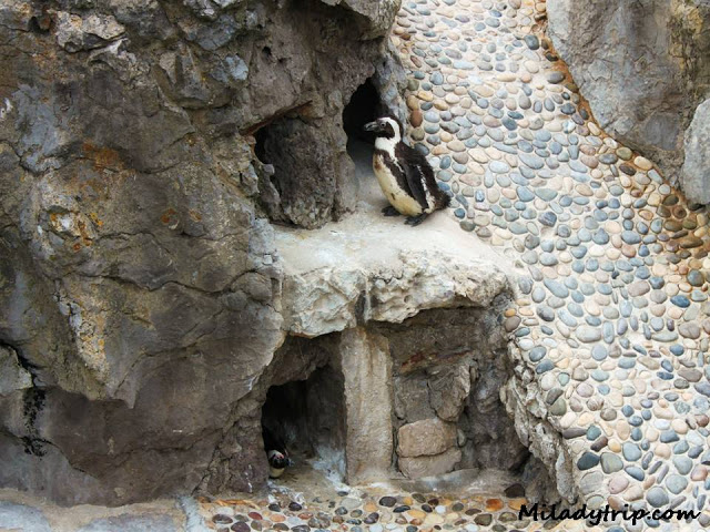 pingc3bcinoszoolamagdalena