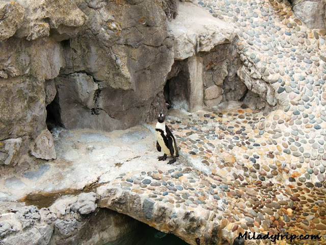pingc3bcinozoolamagdalena